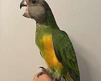 bird-for-sale-in-zuni-va