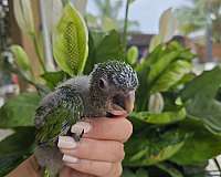 bird-for-sale-in-homestead-fl