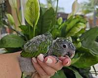 hahns-macaw-for-sale
