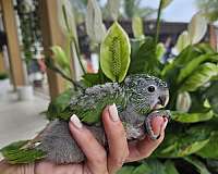 hahns-macaw-for-sale-in-homestead-fl