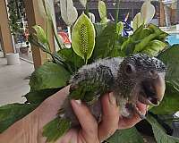 baby-bird