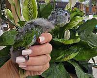 baby-hahns-macaw-for-sale