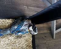 blue-gold-macaw-for-sale-in-canton-ga