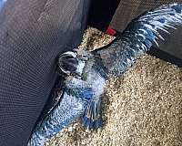 gold-bird-for-sale-in-canton-ga