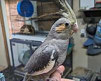 handfed-bird-for-sale-in-spring-hill-fl