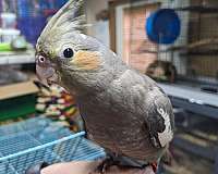 grey-bird-for-sale-in-spring-hill-fl