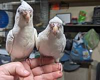 cockatiel-for-sale