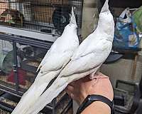 male-female-bird-for-sale-in-spring-hill-fl