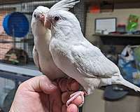 cockatiel-for-sale-in-spring-hill-fl