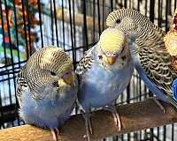 budgerigar-parakeet-for-sale