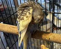 blue-budgerigar-parakeet-for-sale