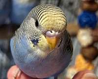 blue-bird-for-sale