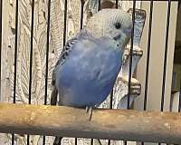 small-bird-for-sale