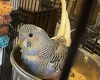 small-blue-bird-for-sale