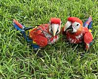 bird-for-sale-in-fleming-island-fl