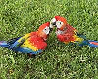 scarlet-macaw-for-sale