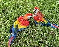 scarlet-macaw-for-sale-in-fleming-island-fl