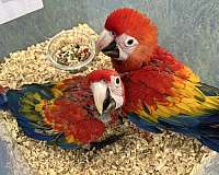baby-scarlet-macaw-for-sale