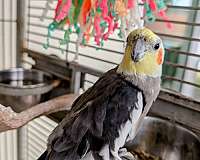 cockatiel-for-sale