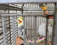 cockatiel-for-sale-in-boca-raton-fl