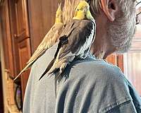 bird-for-sale-in-zionsville-in