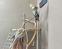 grey-bird-for-sale-in-zionsville-in