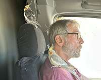 medium-bird-for-sale-in-zionsville-in