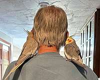 bonded-pair-handfed-cockatiel-for-sale