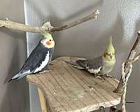 cockatiel-for-sale-in-zionsville-in