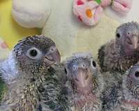 green-cheek-conure-for-sale-in-walland-tn