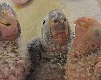 conure-green-cheek-conure-for-sale-in-walland-tn