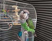 parrot-for-sale-in-fellsmere-fl