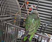 parrot-for-sale
