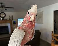 rose-breasted-cockatoo-for-sale-in-layton-ut