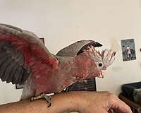 rose-bird-for-sale-in-layton-ut