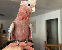 rose-breasted-cockatoo-for-sale