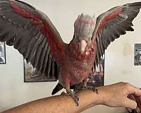 bird-for-sale-in-layton-ut