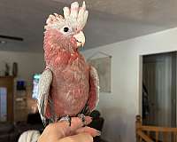 baby-bird