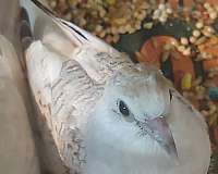 pied-bird-for-sale-in-wooster-oh
