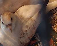 white-dove-diamond-dove-for-sale