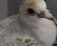 female-bird-for-sale-in-wooster-oh