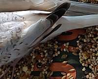 diamond-dove-for-sale-in-wooster-oh