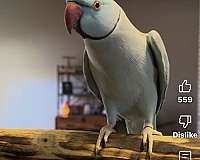 companion-bird-for-sale-in-allen-tx
