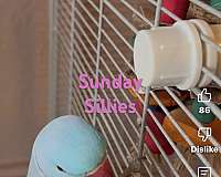 pet-bird-for-sale-in-allen-tx