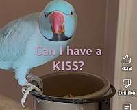 tame-bird-for-sale-in-allen-tx