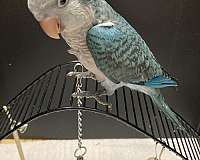 blue-quaker-parrots-for-sale