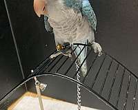 quaker-parrots-for-sale