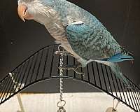 quaker-parrots-for-sale-in-sedalia-mo