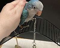 blue-bird-for-sale
