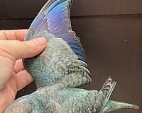 blue-bird-for-sale-in-sedalia-mo